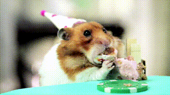 hamster-qui-mange-un-gateau d'anniversaire