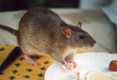 Quelques conseils pour se débarrasser des rats qui vivent dans son domicile