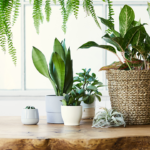 Purifier l’air avec des plantes : Un Guide Complet pour une Atmosphère Fraîche et Saine